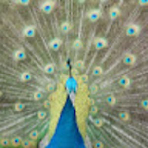 Meet your Posher, Toby